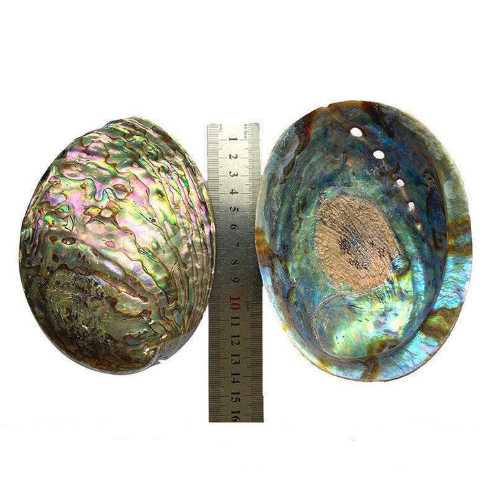 natural abalone shell smudge bowl for witchcrafts herbs burning