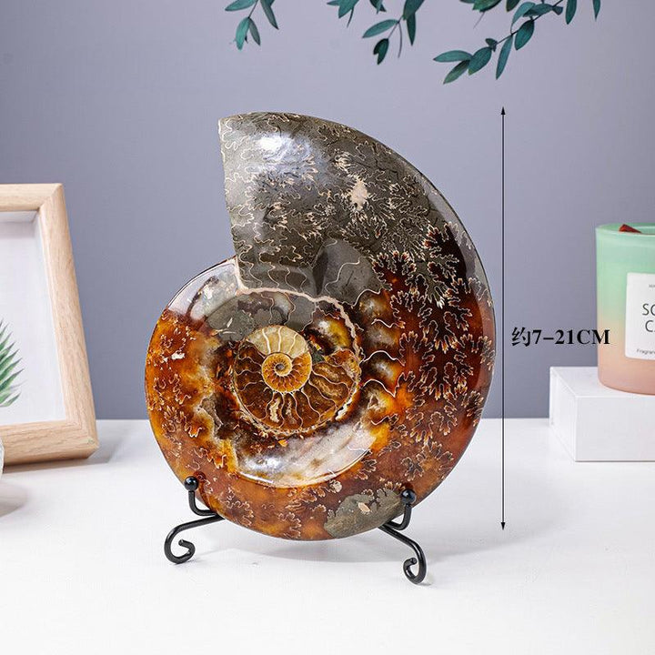 size of natural conch fossil bowl ornament